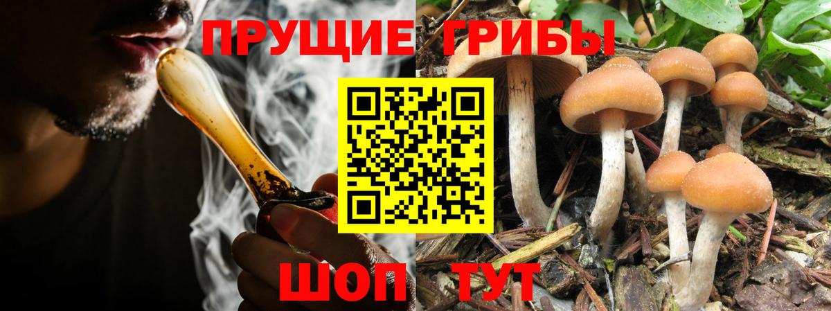 Псилоцибиновые грибы прущие грибы Каменск-Шахтинский